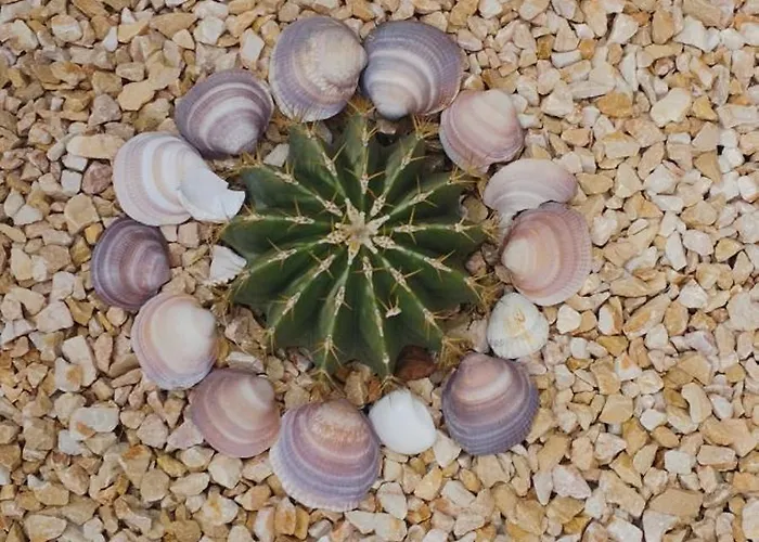 Palm Beach Кубельес